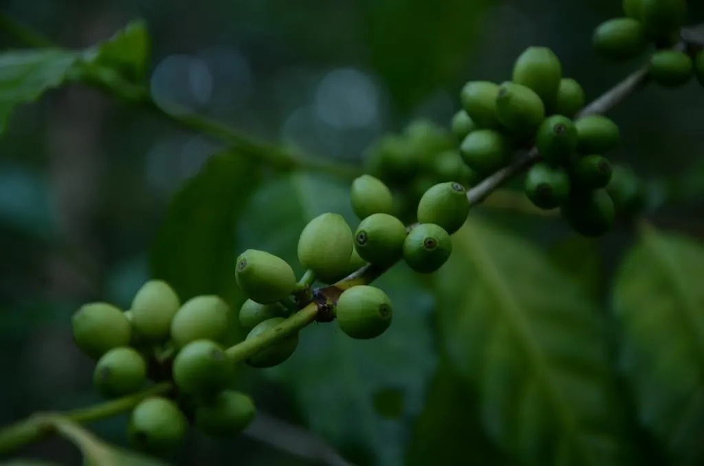 Spice Grove Hotel Thekkady